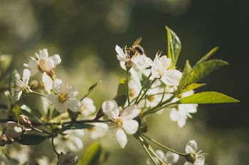 Bee on White Petaled Flowers