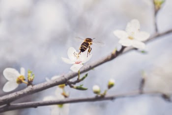 Bee Perched on White Petaled Flower