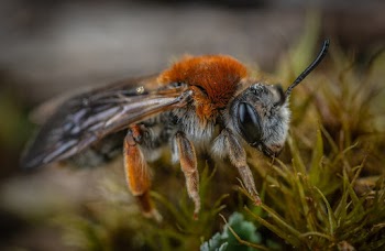 Bee Perching on Grass