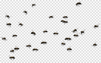 Bee PNG Pic