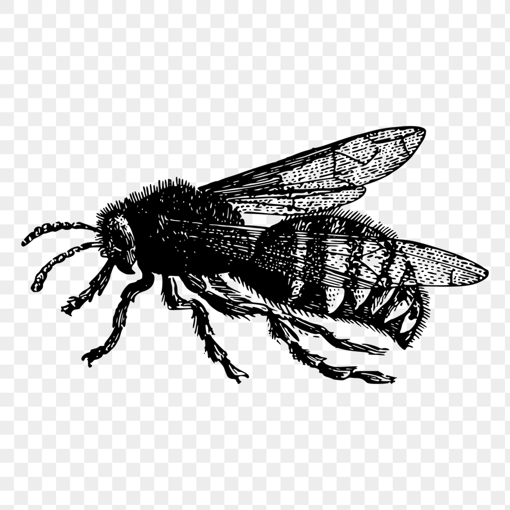 Bee png sticker, vintage insect | Free PNG - rawpixel