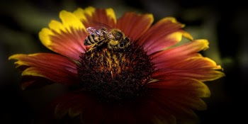 Bee Pollinating Yellow and Pink Petaled Flower