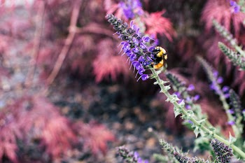 Bee Sipping Nectars on Flower