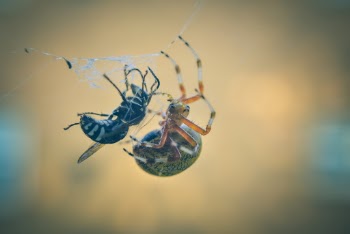 Bee Trapped on Spiderweb Beside Spider