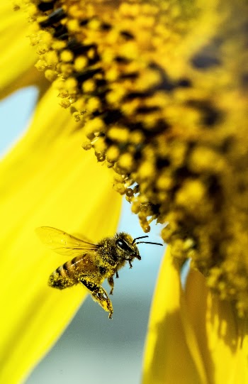 Bee world. A honeybee gets covered in pollen while visiting sunflowers for pollen and nectar.