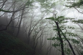 Beech forest grove