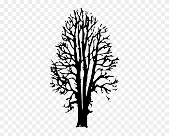 Beech Tree Clip Art At Clker - Beech Tree Shower Curtain