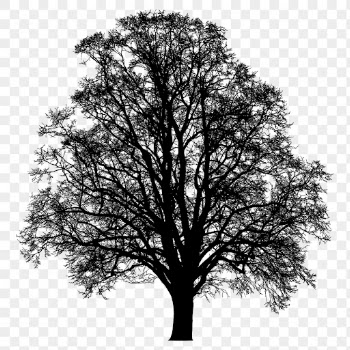 Beech tree png sticker nature | Free PNG - rawpixel