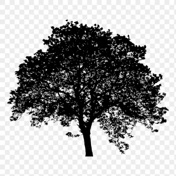 Beech tree png sticker nature | Free PNG - rawpixel