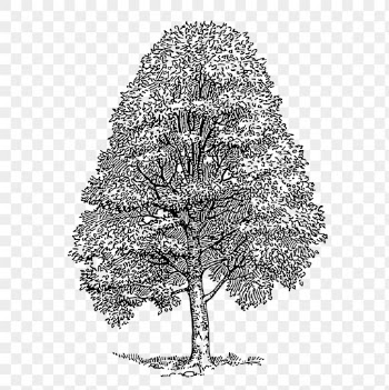 Beech tree png, vintage botanical | Free PNG Illustration - rawpixel