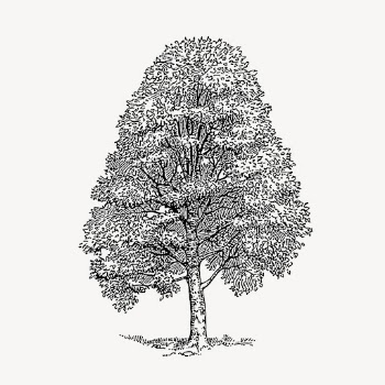 Beech tree, vintage botanical illustration | Free Vector Illustration - rawpixel
