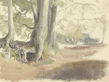 Beech Trees | Free Photo - rawpixel
