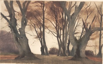 Beech trees in Ermelunden | Free Photo - rawpixel