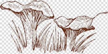 Beefsteak Pizza Food Vegetable, Hand drawn mushrooms transparent background PNG clipart