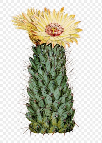 Beehive cactus png clip art, | Free PNG Sticker - rawpixel
