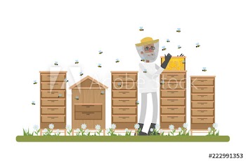 Beekeeper standing in apiary and collecting honey