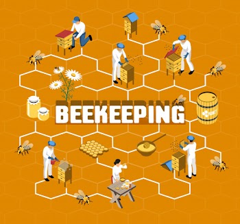 Beekeeping isometric flowchart with farmers in protective clothing during honey production on orange Free Vector
