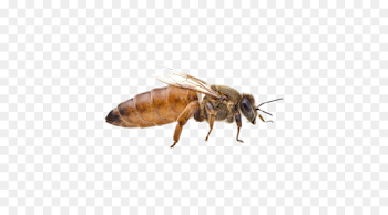 Beekeeping Queen bee Honey bee Beehive - bee png download - 500 ...