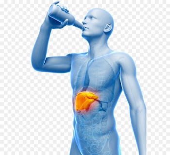 Beer Champagne Distilled beverage Drinking - Alcohol affects the kidneys 