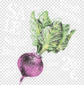 Beer Onion Turnip Vegetable, Purple onion transparent background PNG clipart