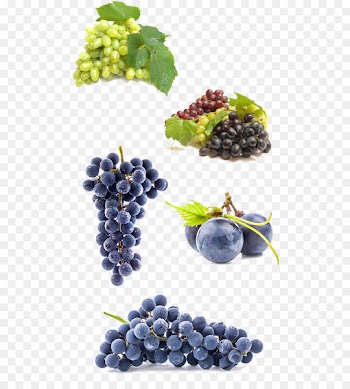 Beer Wine Grape Homebrewing - Purple grapes 