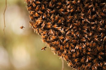 Bees | Free Photo - rawpixel