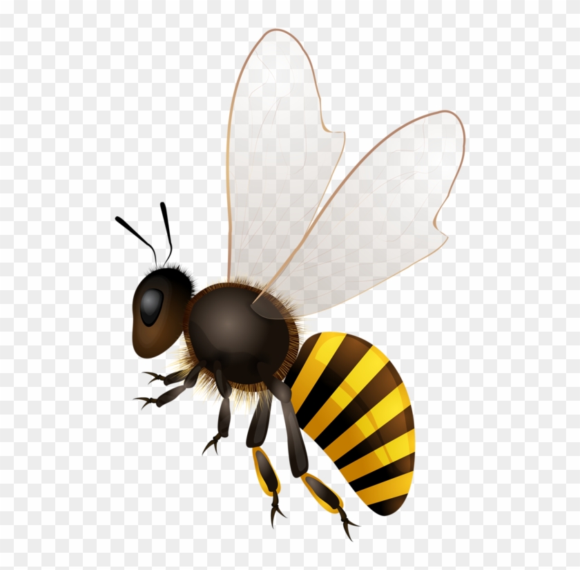 Bees ผึ้ง - Honey Bees Png