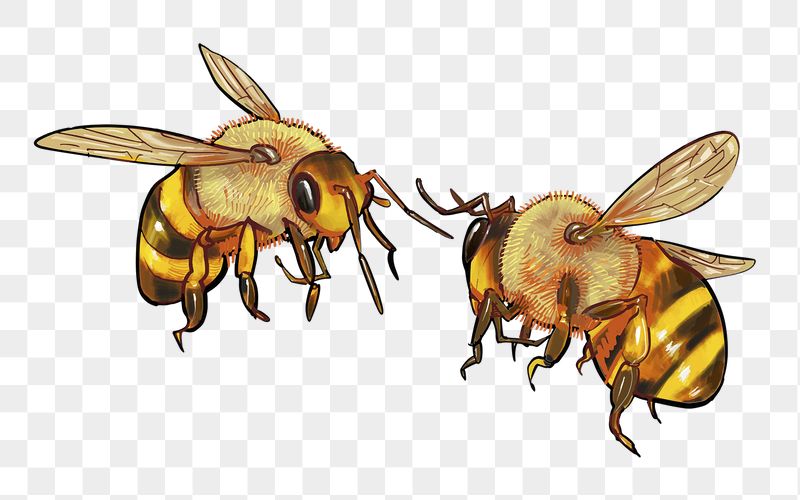 Bees png illustration sticker, transparent | Free PNG - rawpixel