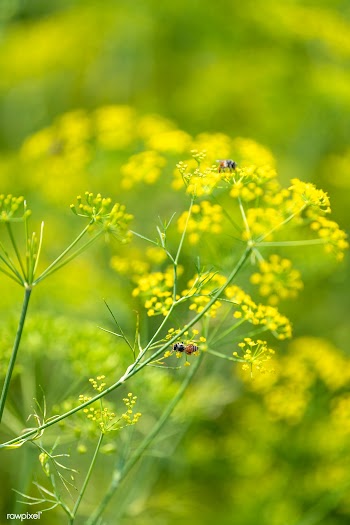 Bees pollinating a yellow plant in the wild | Free  photo - 2260560
