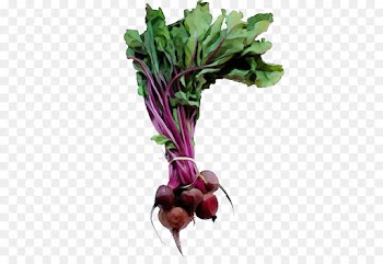 beet beetroot beet greens radish vegetable