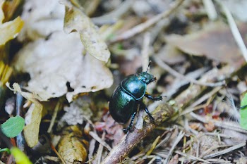 Beetle