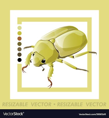 beetle
