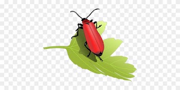 Beetle Bug Insect Leaf Nature Animal Anten - Beetles Clip Art