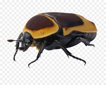 Beetle Clip art - Beetle specimens 