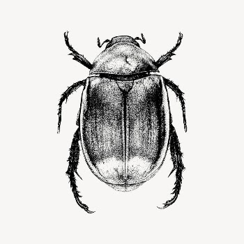 Beetle clipart, drawing illustration vector. | Free Vector Illustration - rawpixel