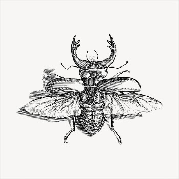 Beetle  clipart, vintage hand | Free Vector - rawpixel