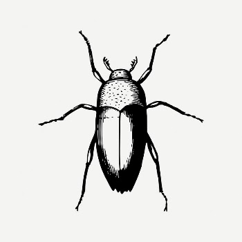 Beetle clipart, vintage insect illustration | Free PSD Illustration - rawpixel