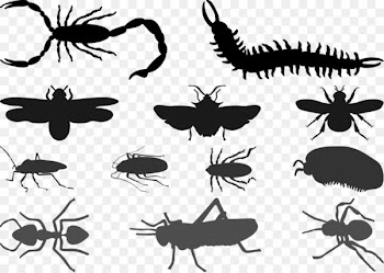 Beetle Cockroach Silhouette Butterfly - Scorpions and other insects, centipedes silhouette vector 