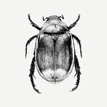 Beetle collage element, vintage illustration | Free PSD Illustration - rawpixel