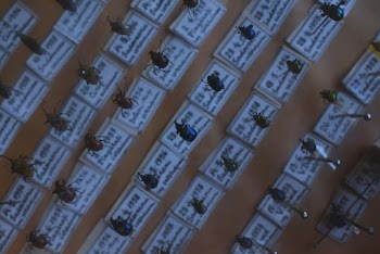 Beetle Collection