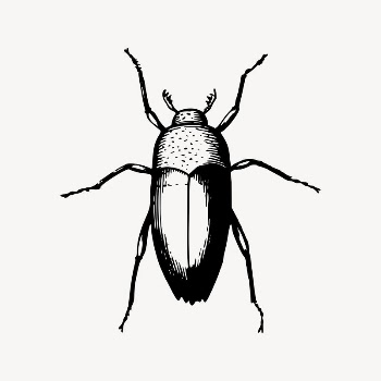 Beetle drawing, vintage insect illustration | Free Vector Illustration - rawpixel