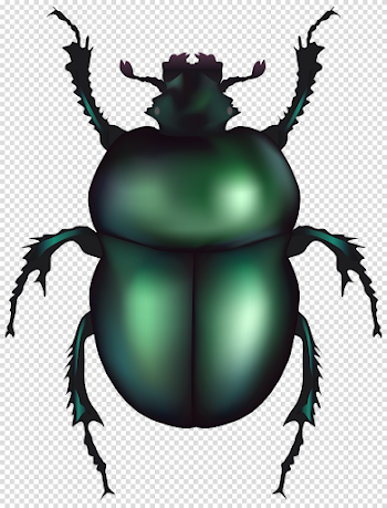 Beetle Free PNG Image