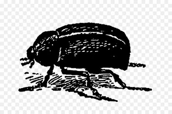 Beetle Garden Digital stamp - beetle 