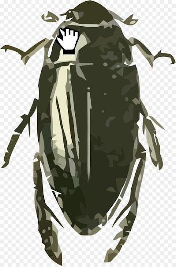 Beetle Hydrophilus triangularis Grasshopper Image - beetle 