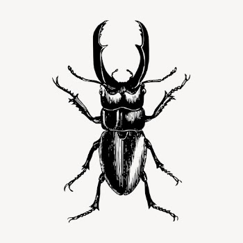 Beetle insect clipart, vintage illustration | Free Vector - rawpixel
