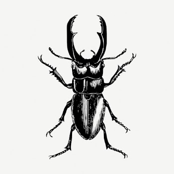 Beetle insect collage element, vintage | Free PSD - rawpixel