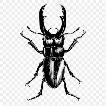 Beetle insect png drawing sticker | Free PNG - rawpixel