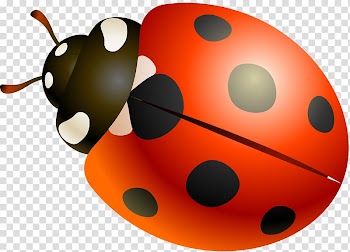 Beetle Ladybird Autumn, ladybird transparent background PNG clipart