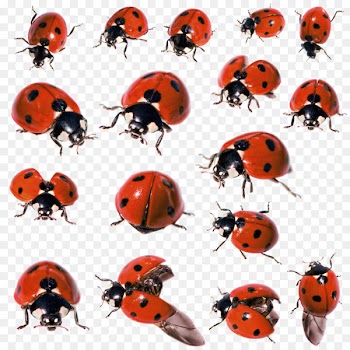Beetle Lion Leopard Tiger Animal - ladybug 