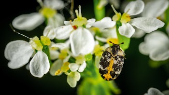 Beetle O White Cluster Flower